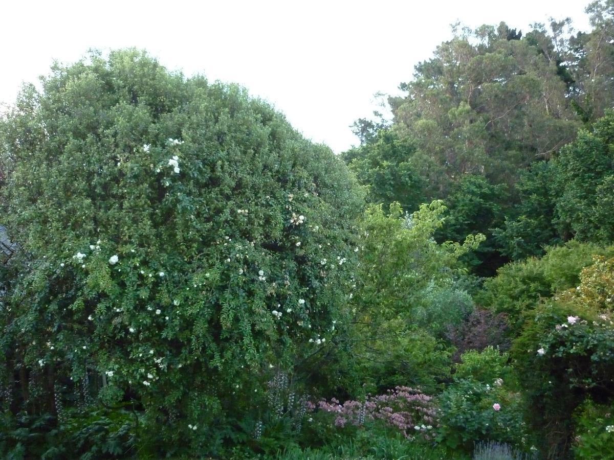 Cobden Garden Bed & Breakfast Napier Exterior photo